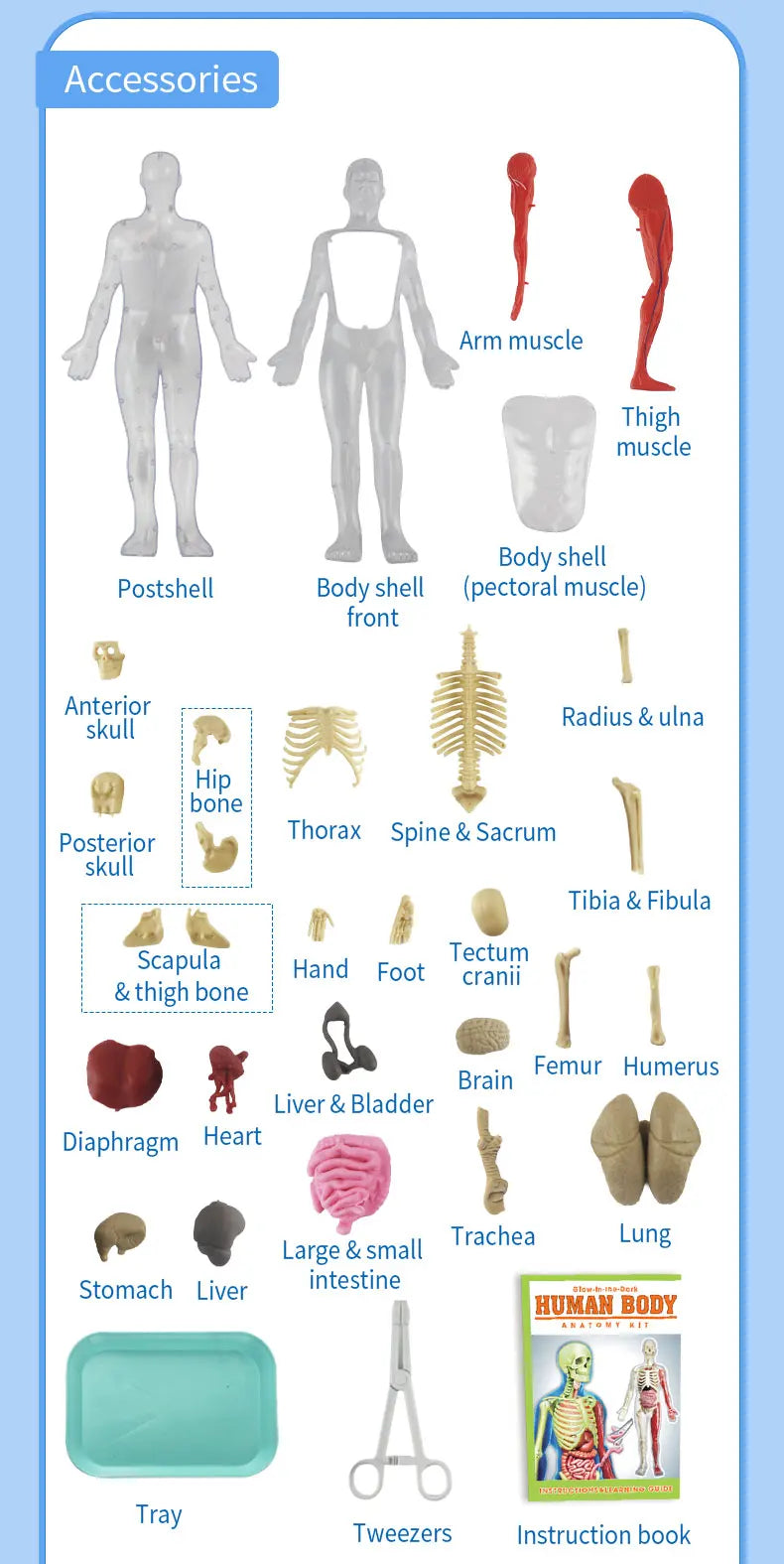 Human Skeleton Organ Anatomy Biological Teaching Model Aids Glow in the Dark Human Body Assembly Educational Toys for Kids Gifts