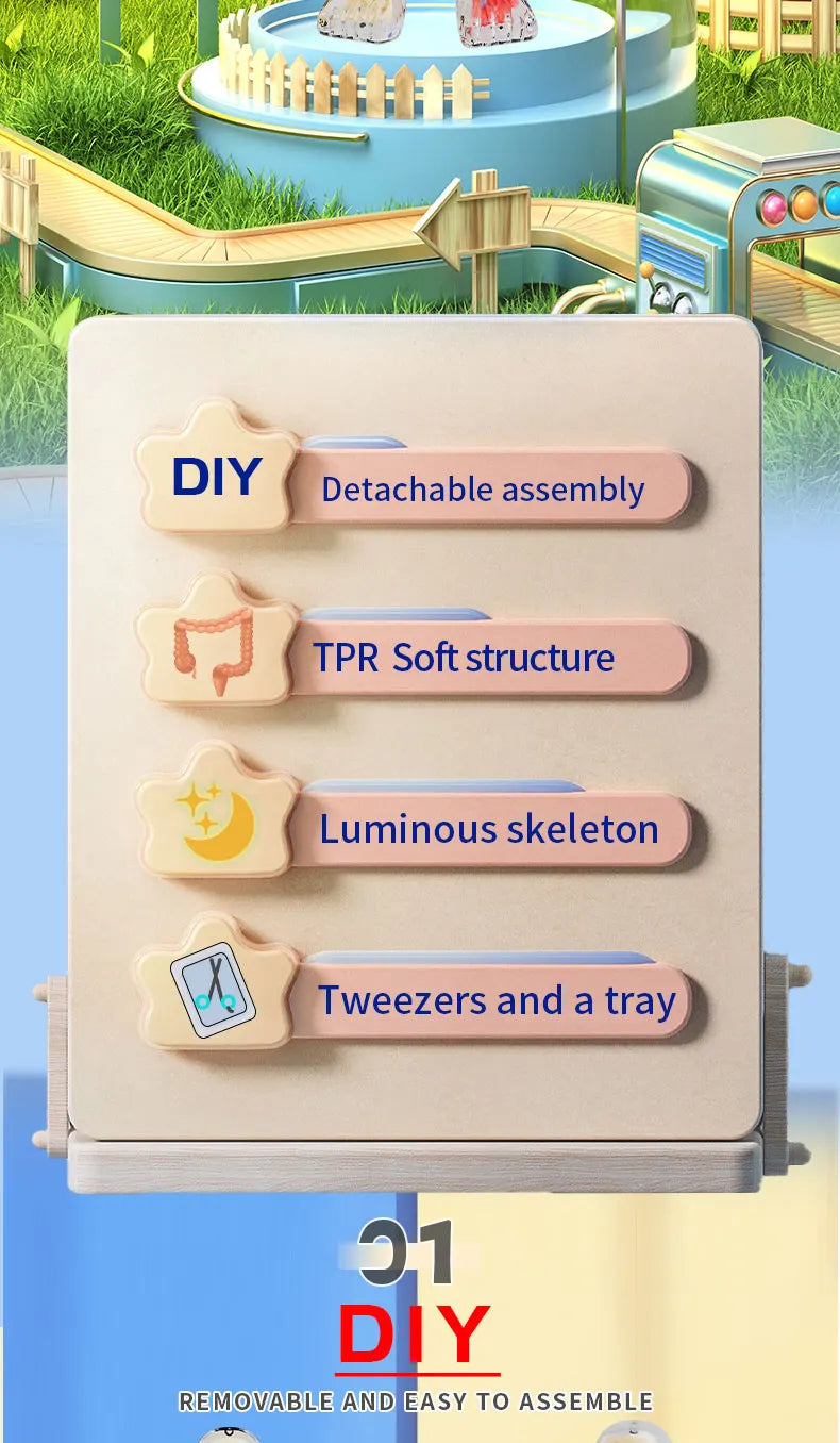 Human Skeleton Organ Anatomy Biological Teaching Model Aids Glow in the Dark Human Body Assembly Educational Toys for Kids Gifts