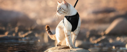Cat Harness And Leash Set Escape Proof Soft Adjustable Vest Harness