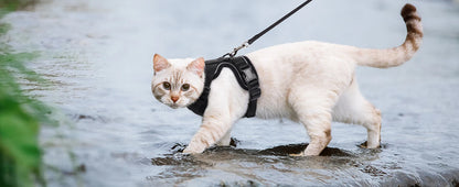 Cat Harness And Leash Set Escape Proof Soft Adjustable Vest Harness