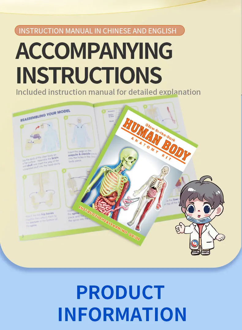 Human Skeleton Organ Anatomy Biological Teaching Model Aids Glow in the Dark Human Body Assembly Educational Toys for Kids Gifts