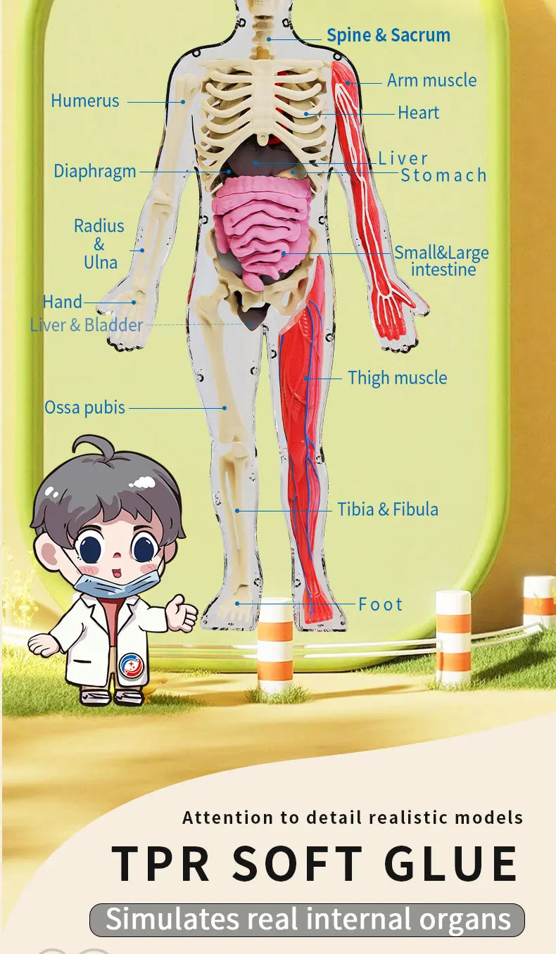 Human Skeleton Organ Anatomy Biological Teaching Model Aids Glow in the Dark Human Body Assembly Educational Toys for Kids Gifts