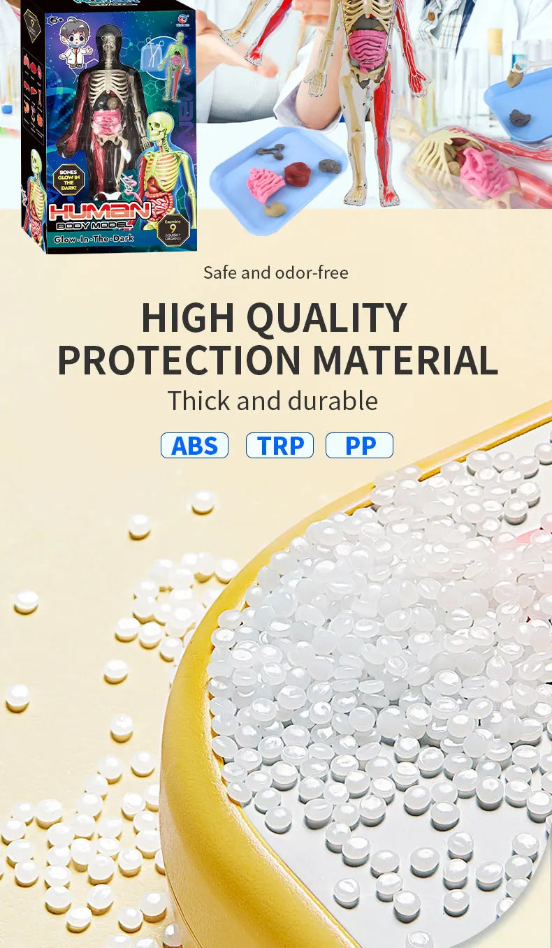 Human Skeleton Organ Anatomy Biological Teaching Model Aids Glow in the Dark Human Body Assembly Educational Toys for Kids Gifts