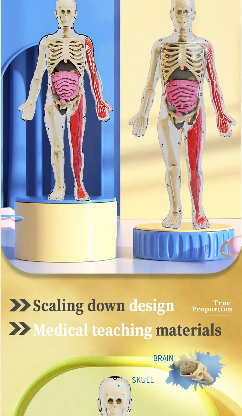 Human Skeleton Organ Anatomy Biological Teaching Model Aids Glow in the Dark Human Body Assembly Educational Toys for Kids Gifts