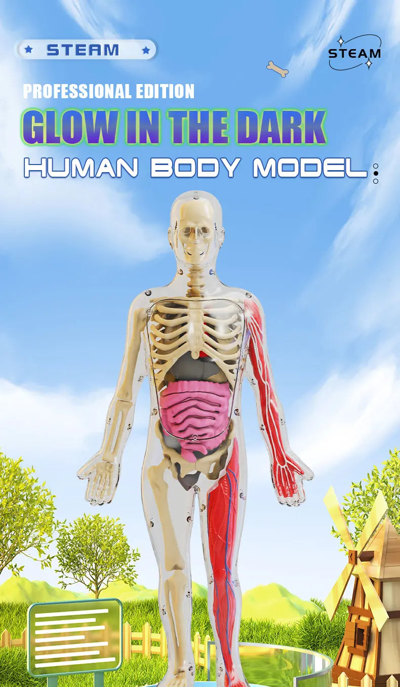 Human Skeleton Organ Anatomy Biological Teaching Model Aids Glow in the Dark Human Body Assembly Educational Toys for Kids Gifts