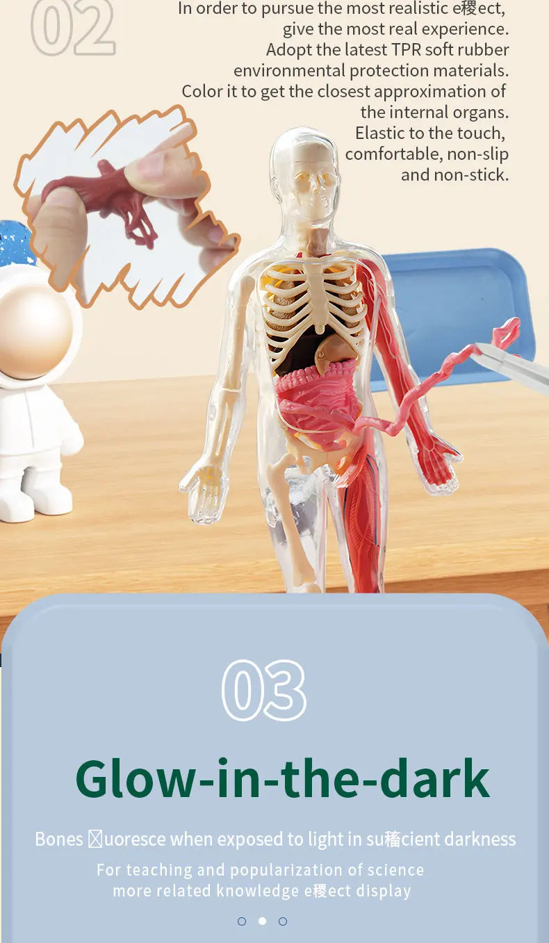 Human Skeleton Organ Anatomy Biological Teaching Model Aids Glow in the Dark Human Body Assembly Educational Toys for Kids Gifts