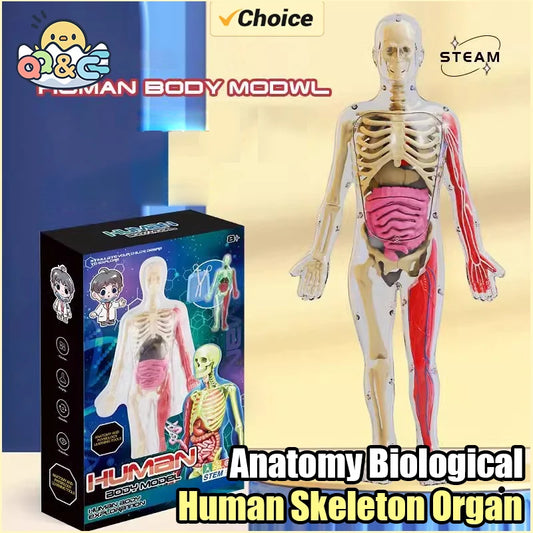 Human Skeleton Organ Anatomy Biological Teaching Model Aids Glow in the Dark Human Body Assembly Educational Toys for Kids Gifts
