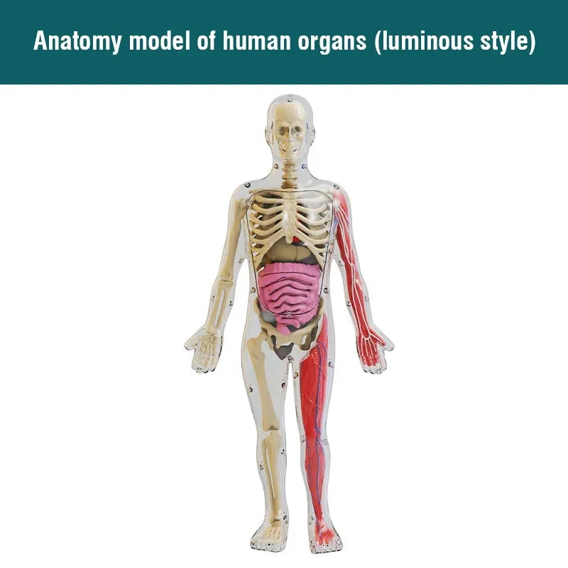 Human Skeleton Organ Anatomy Biological Teaching Model Aids Glow in the Dark Human Body Assembly Educational Toys for Kids Gifts